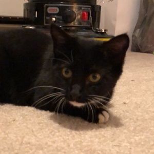 Meet your Posher, Callie